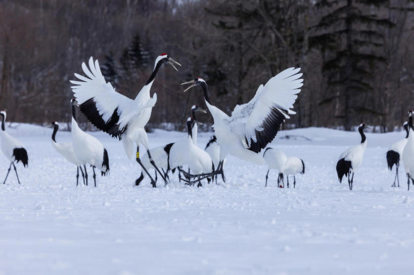 横图,室外,白天,雪,鸟,北海道,日本,冬天,动物,仙鹤,bj175