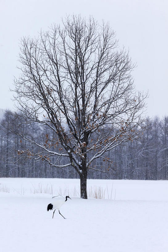 竖图,室外,白天,雪,鸟,野生动物,北海道,冬天,树,一只,自然,动物,仙鹤,bj175