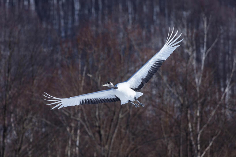 横图,室外,白天,鸟,野生动物,北海道,日本,冬天,半空,飞,一只,天空,动物,仙鹤,bj175