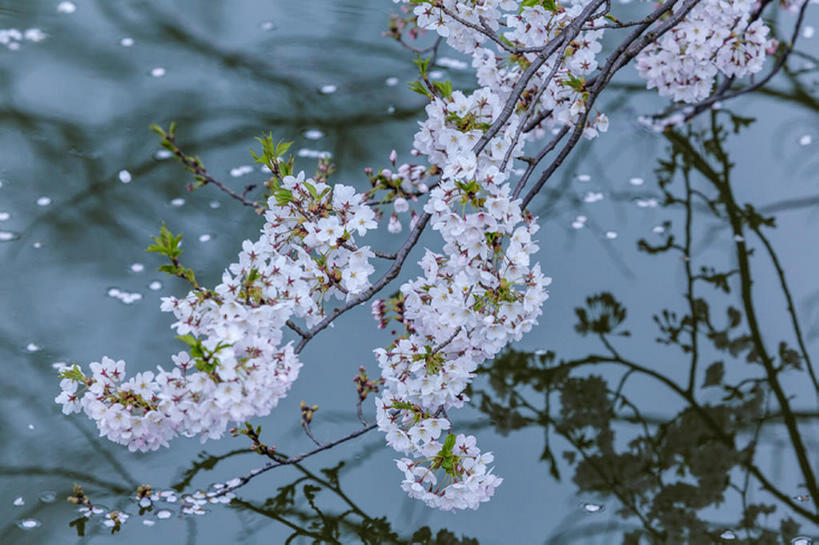 无人,横图,室外,白天,植物,樱花,日本,亚洲,花,花瓣,春天,东亚,本州,本州岛,日本国,中部地方,新潟,新潟县,bj175