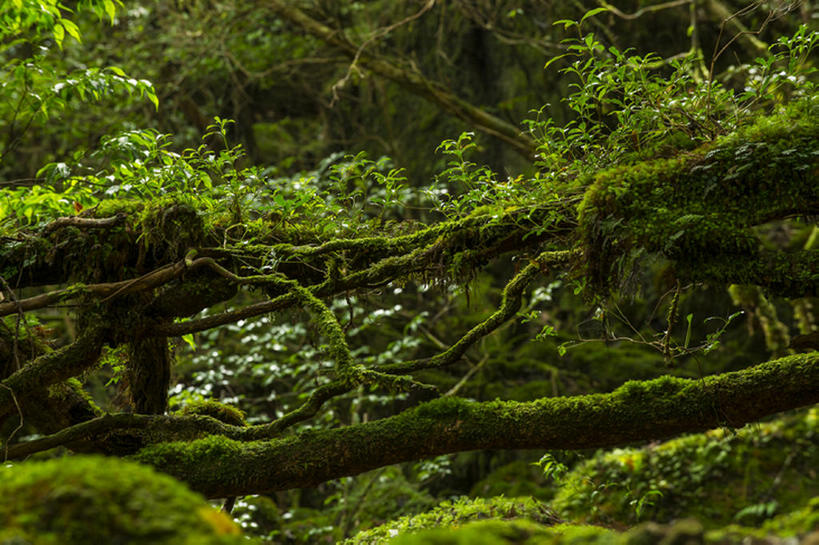 无人,横图,室外,白天,森林,日本,地形,苔藓,世界遗产,风景,自然,鹿儿岛县,联合国教科文组织,bj175