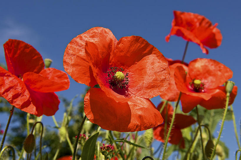 横图,室外,白天,植物,法国,巴黎,欧洲,花,花瓣,桔子,bj175