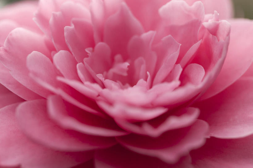 无人,横图,特写,白天,植物,花,花瓣,粉色,茶花,bj175