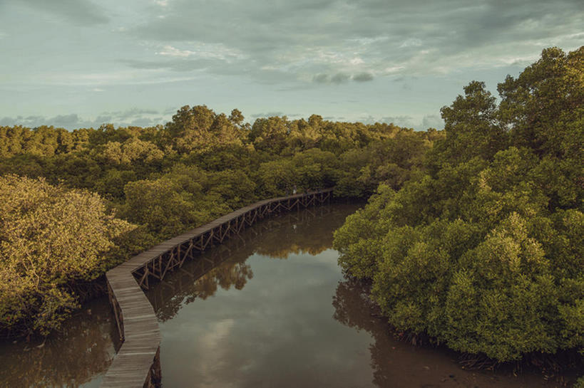 横图,室外,白天,河流,植物,印度尼西亚,亚洲,木板,云,桥,木桥,栈桥,风景,天空,人行桥,木板桥,沼泽,热带气候,巴厘,bj175