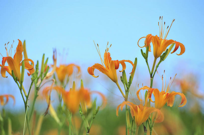 无人,横图,室外,白天,植物,台湾,花,花瓣,bj175
