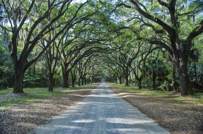 无人,横图,室外,白天,路,美国,直线,树,绿色,风景,摄影,宁静,乔治亚州,彩图,没影点,bj175