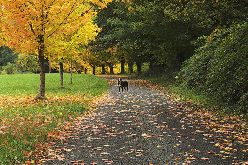 无人,公园,横图,室外,白天,旅游,度假,美景,道路,路,公路,狗,美国,景观,小路,交通,娱乐,树,树叶,一只,自然,动物,享受,休闲,景色,放松,摄影,等候,宁静,自然风光,等,奥勒冈,秋天,马路,彩图,bj175