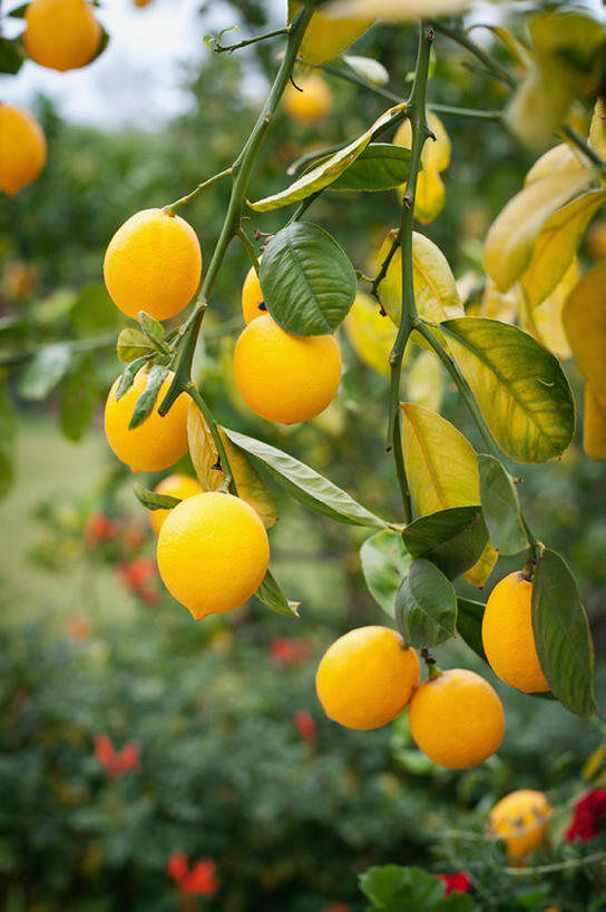 无人,竖图,室外,白天,旅游,度假,农业,美景,植物,柑橘,柠檬,水果,美国,吊挂,悬挂,景观,果树,挂,娱乐,树,树叶,树枝,黄色,绿色,风景,自然,享受,休闲,柠檬树,景色,成熟,放松,摄影,有机食品,生长,清新,自然风光,柑桔,橘子,桔子,彩图,大红蜜橘,大红袍,红橘,黄橘,宽皮橘,bj175